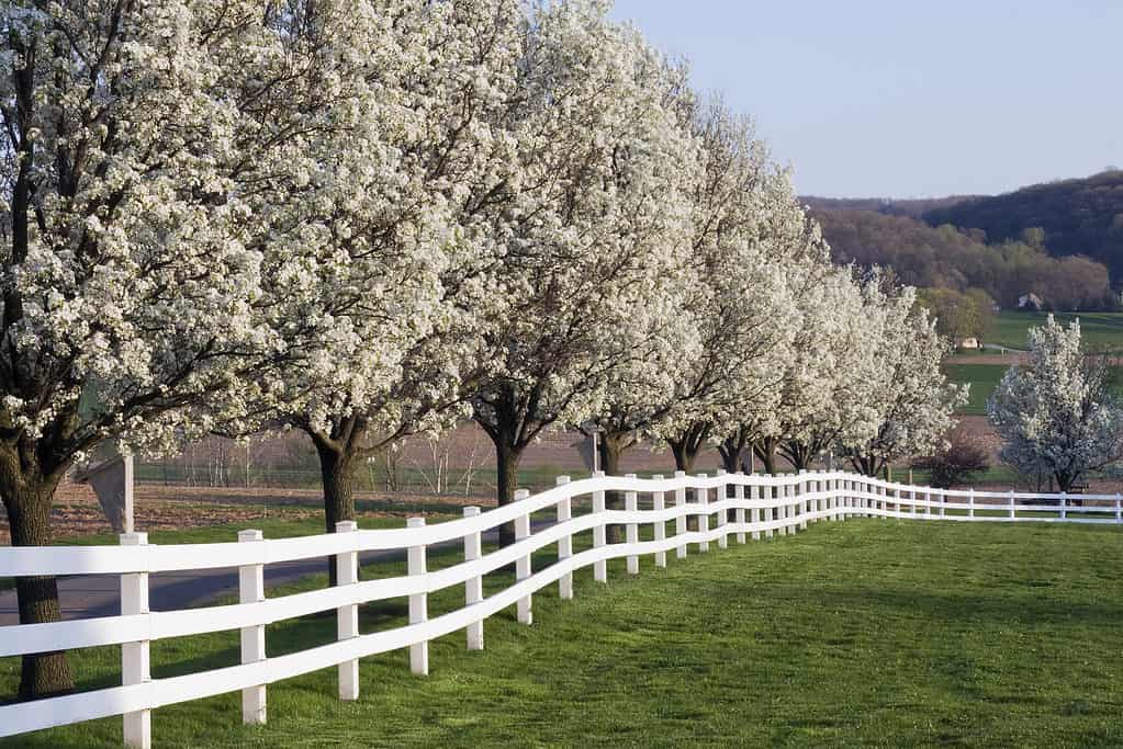 Blossoming callery pear trees