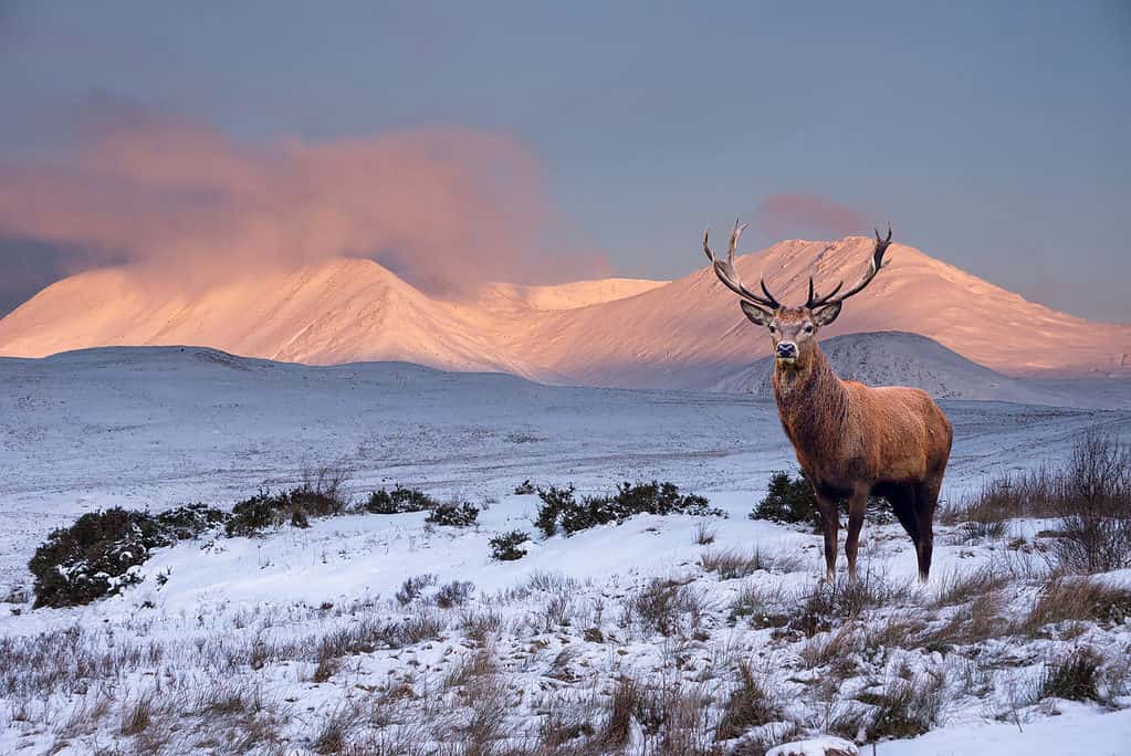 Red deer stag in snow