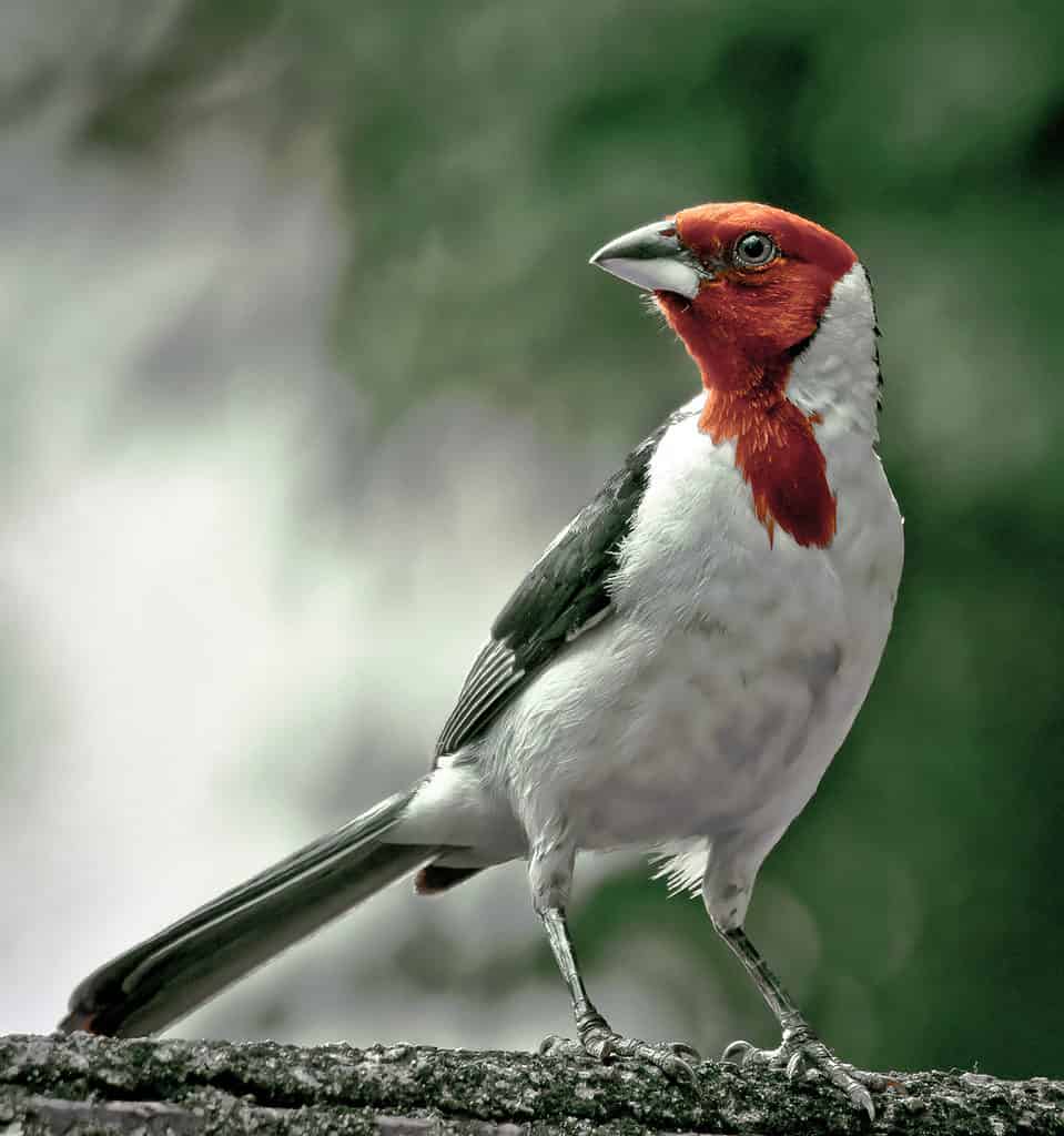 red-cowled cardinal