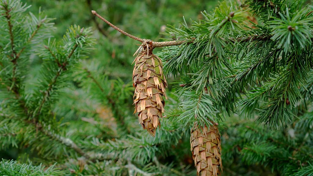 Douglas fir (Pseudotsuga menziesii) cones have forked scales