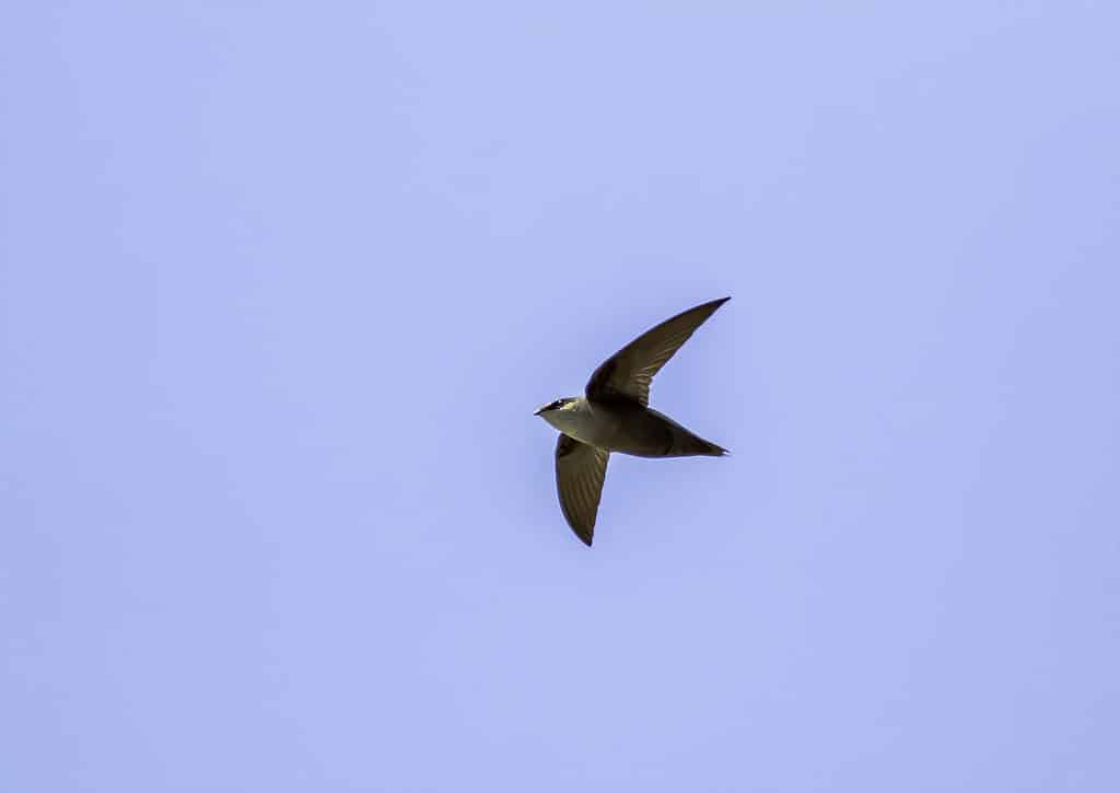 Chimney Swift