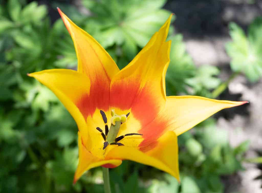 Close up of a red and yellow Kaufmanniana Garden Tulip
