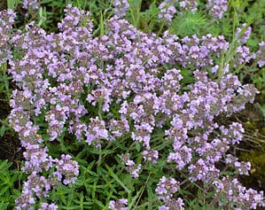 Woolly Thyme vs Creeping Thyme - A-Z Animals