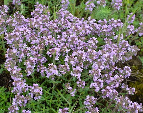 Woolly Thyme vs Creeping Thyme - A-Z Animals