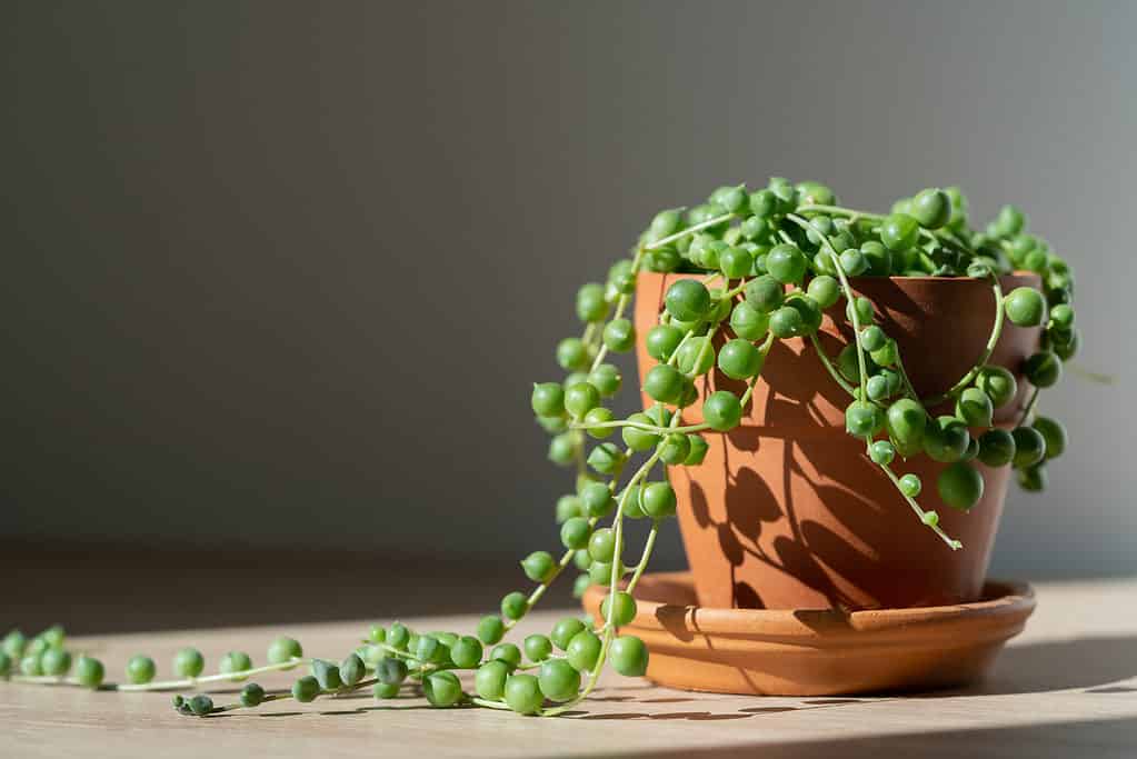 The string of pearls plant has rounded beads full of liquid