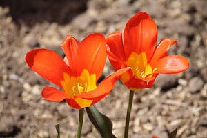 3 Tulips That Thrive In Ohio Picture