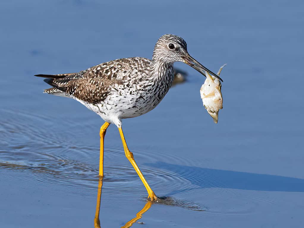 greater yellowlegs