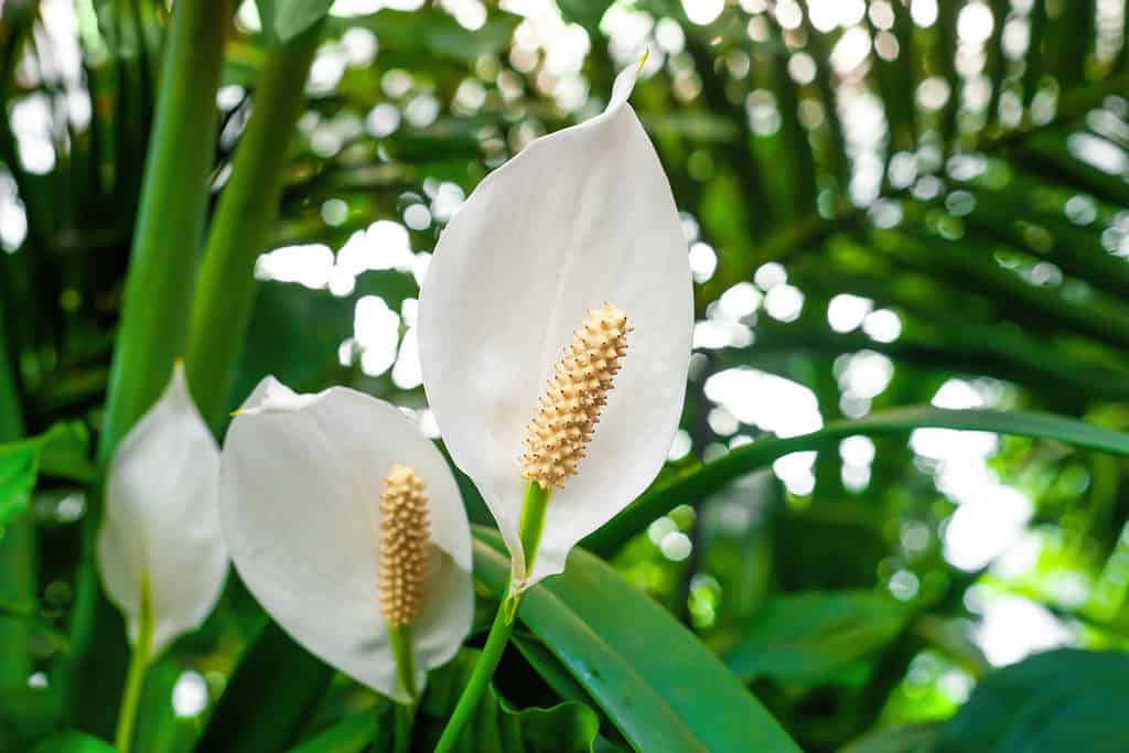 Peace Lily white flowers growing in botanical garden closeup