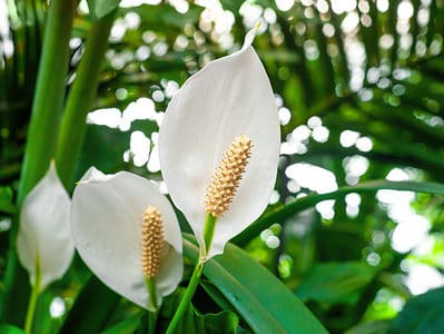 A Growing A Peace Lily Outdoors