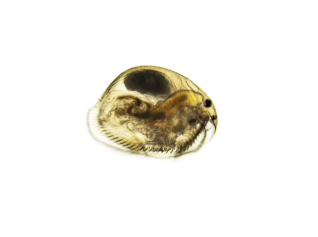 Ostracod under the light microscope. Magnification of 100 times.