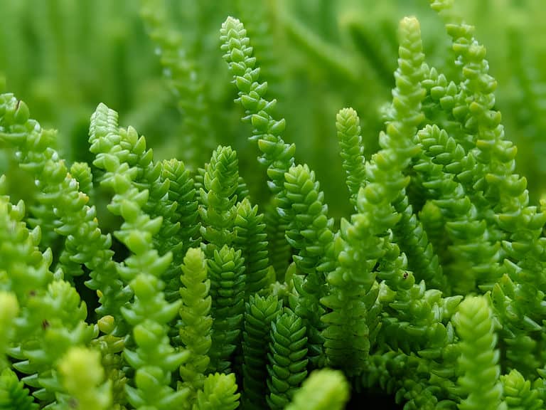The tightly arranged leaves of the watch chain succulent resemble a jeweler's chain.