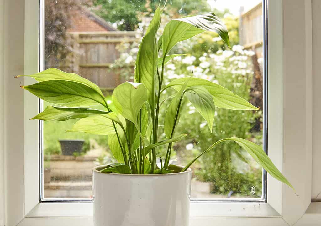 A potted peace lily soaking up sunlight in a window