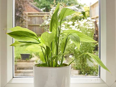 A Peace Lily Light Requirements: A Complete Guide