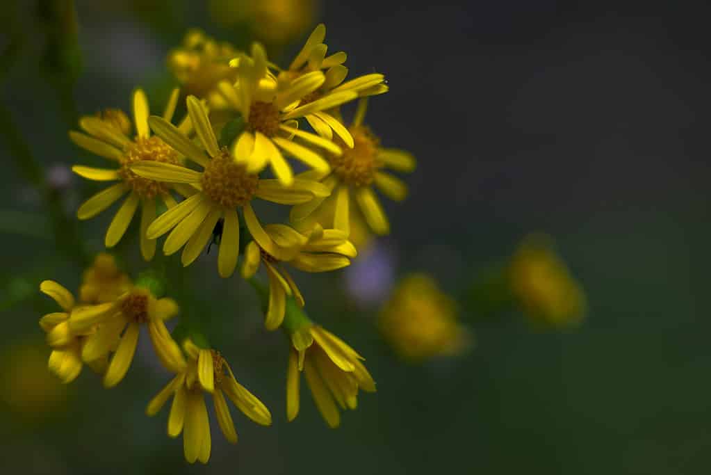 Yellow Rosinweed blooming in the spring with a dark background.