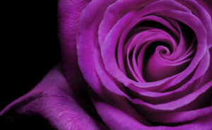 8 Types Of Beautiful Purple Roses Picture