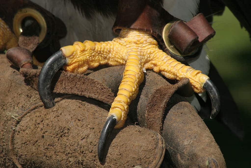 bald eagle claw