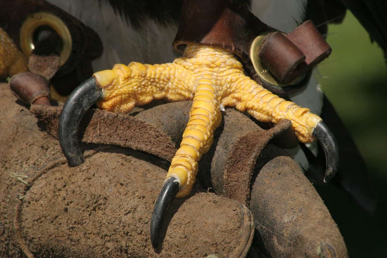 Parrot Claws