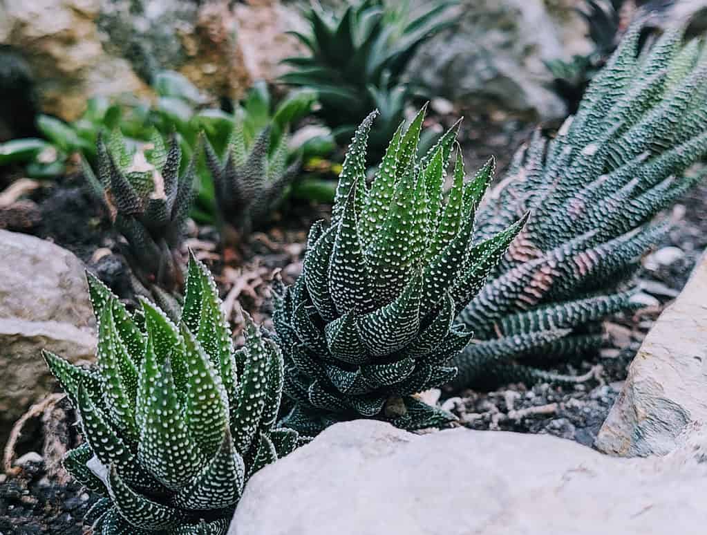Native to southern Africa, haworthia succulents thrive in dry sunny conditions.