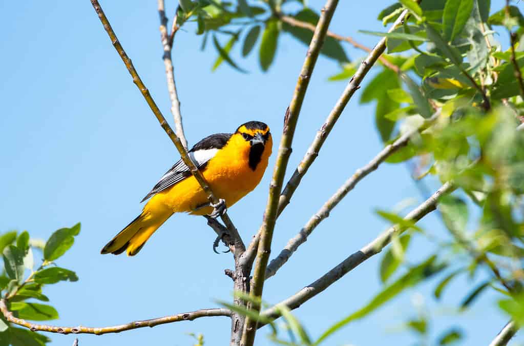 Bullock's oriole