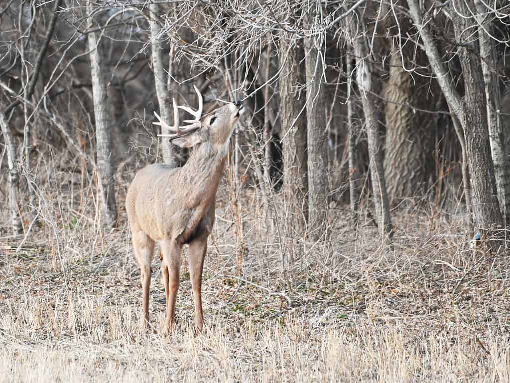 White-tailed deer reaching to eat off tree branch