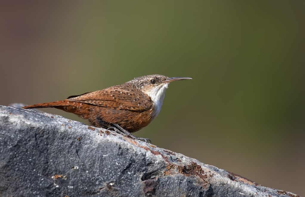 canyon wren