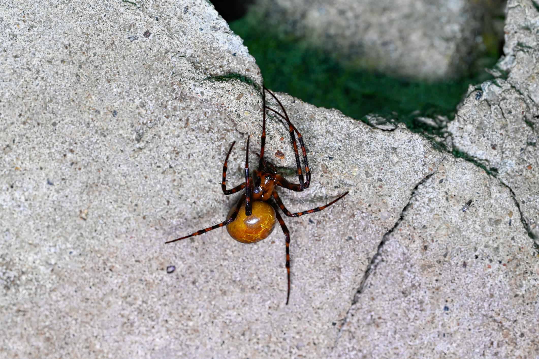 European cave spider (Meta menardi)