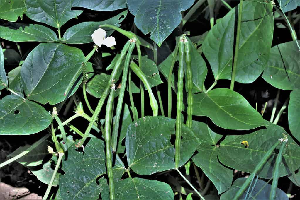 Black-eyed pea plant with pea pods and bloom