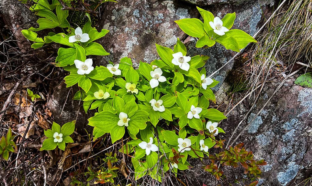 Beauty, Beauty In Nature, Blossom, Botany, Bunchberry