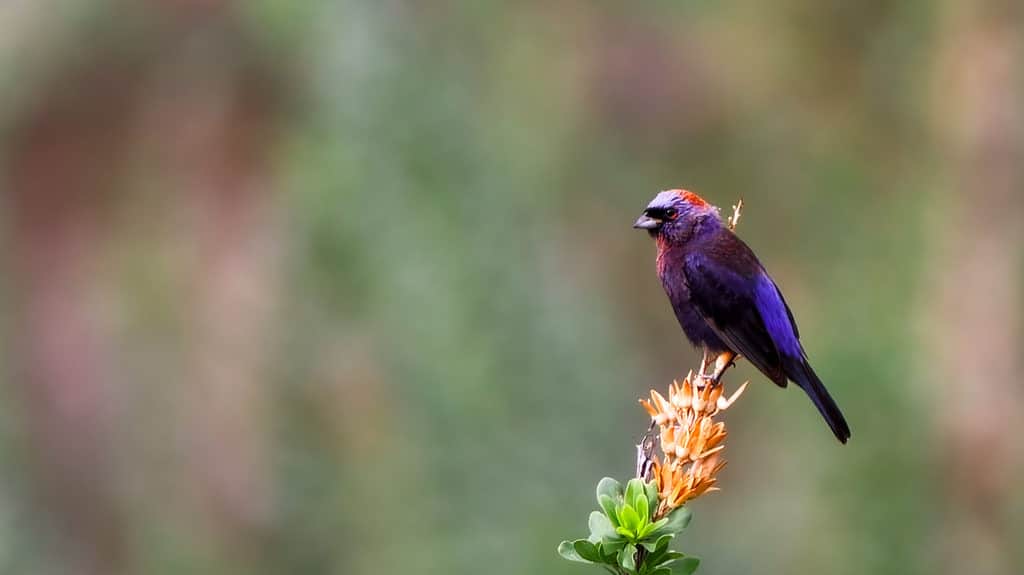 varied bunting