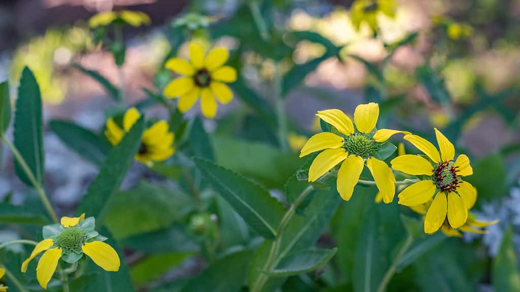 Texas greeneyes, meadow flower