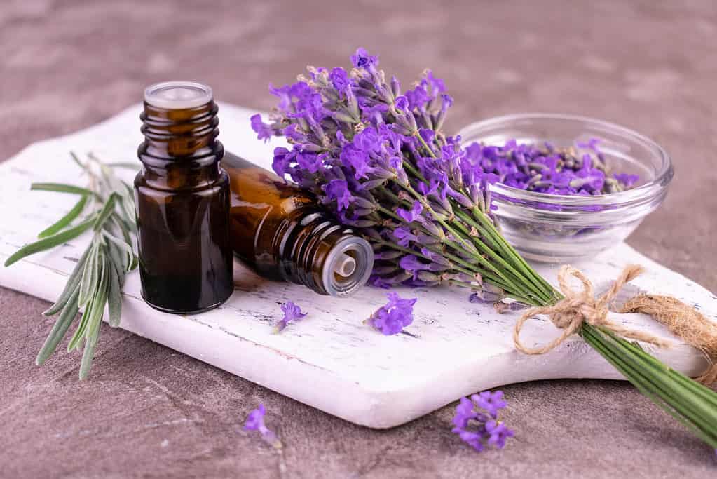 Lavender essential oil