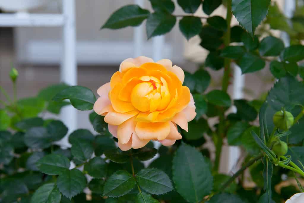 An orange-yellow rose growing in a garden near a building