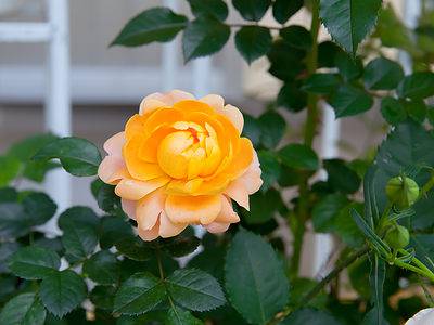 A The 12 Most Popular Types Of Roses Worldwide