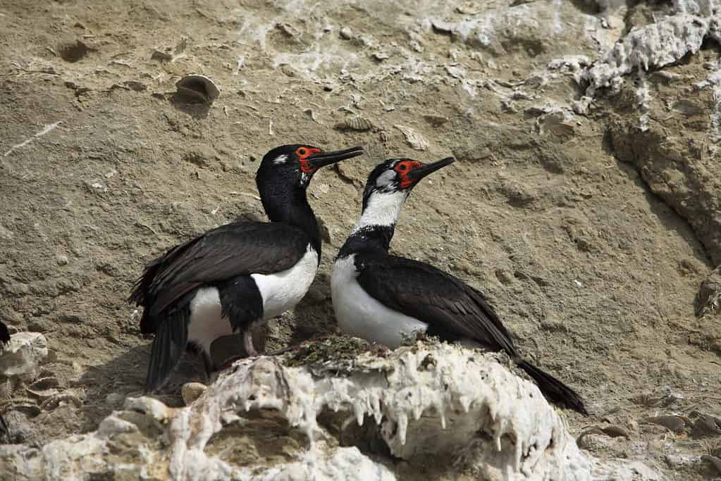 Magellanic cormorant in the nest