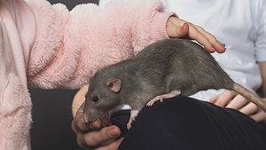 Are Rats Social Animals? What All You Need to Know Picture
