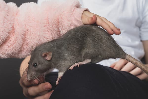 Children hold a gray pet rat on their lap and stroke their beloved pet with their hands.