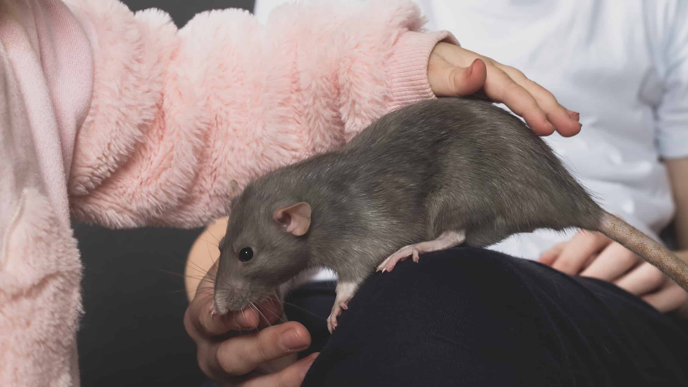 Pet rat being pet by children