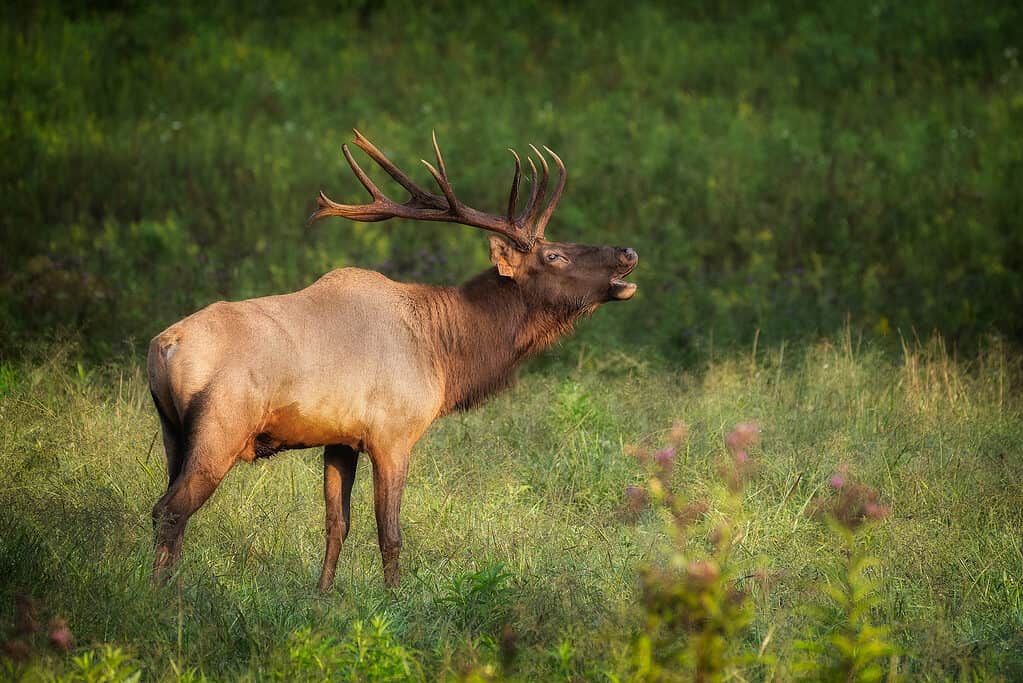 Rocky Mountain elk