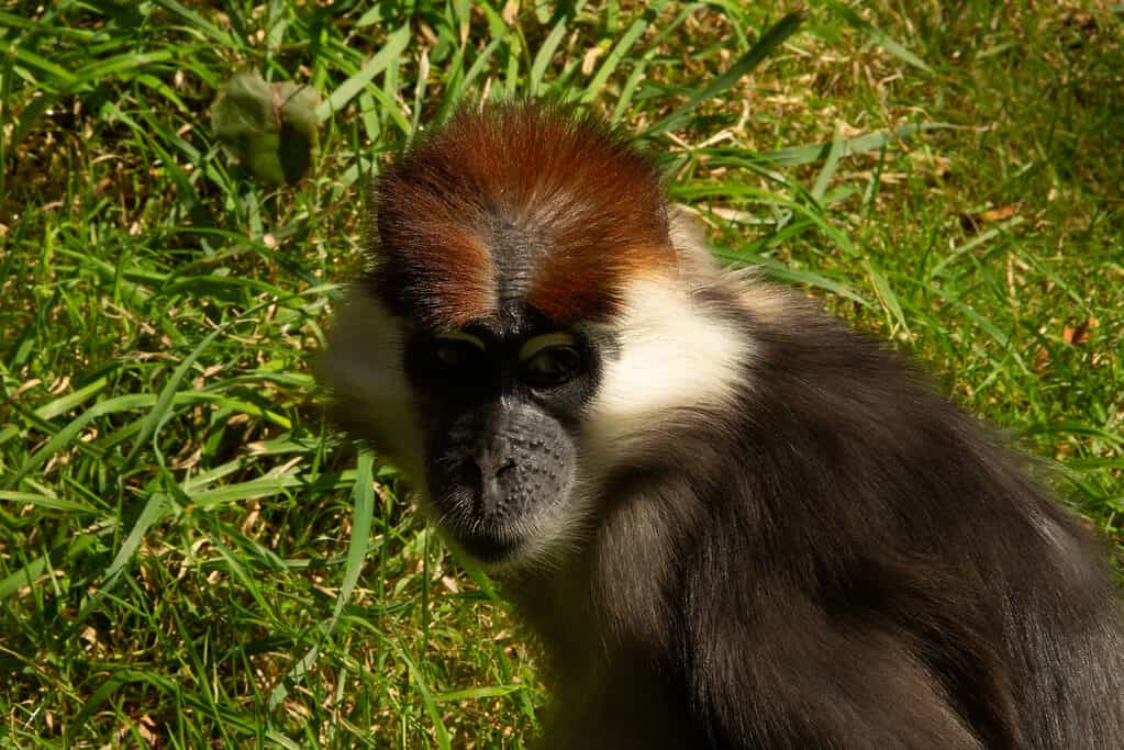 Collared Mangabey