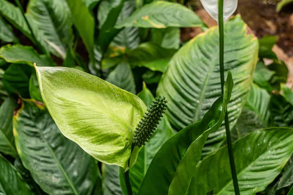 A Spathiphyllum variegated 'Domino' plant, or peace lily, in the early stages of developing its flowers