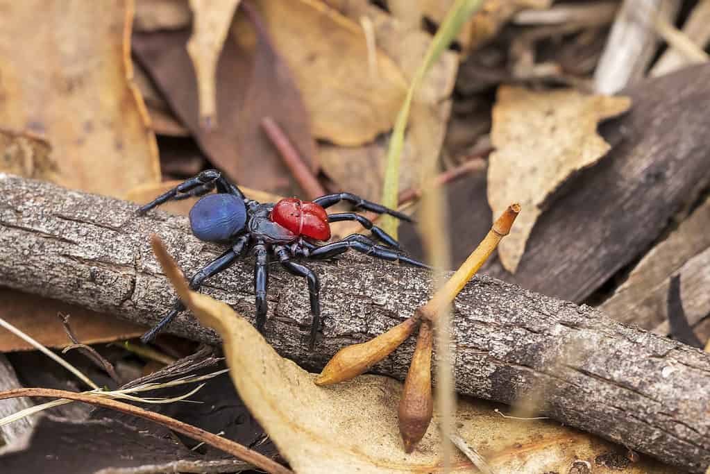 Male red-headed mouse spider (Missulena occatoria)