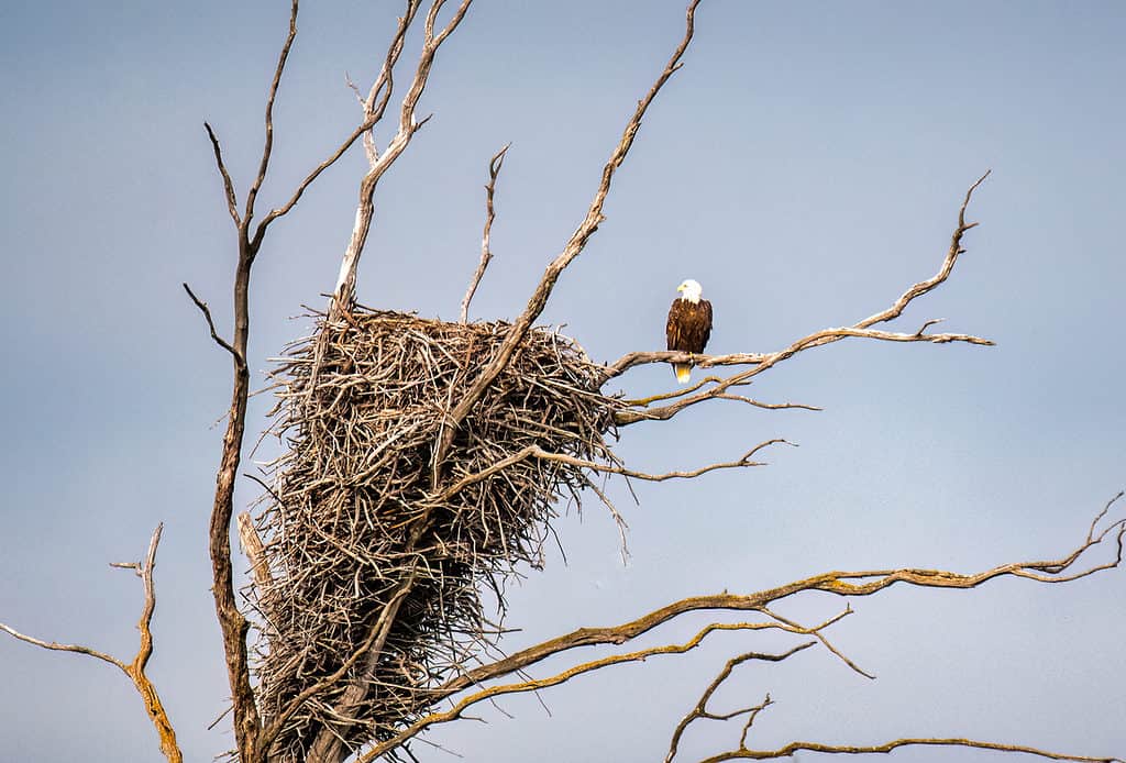 Florida Lichen Bird Nest