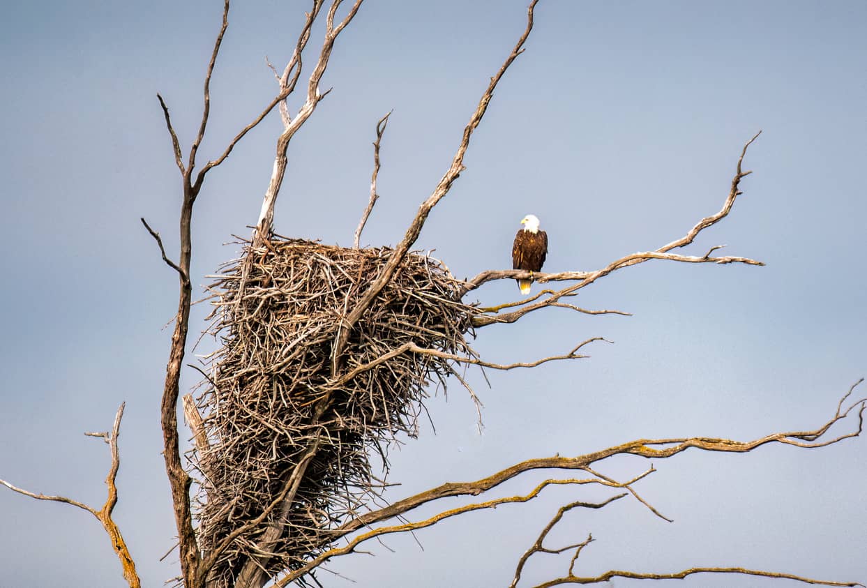 Birds That Build The Largest Nests The Bald Eagle Tops The List A 