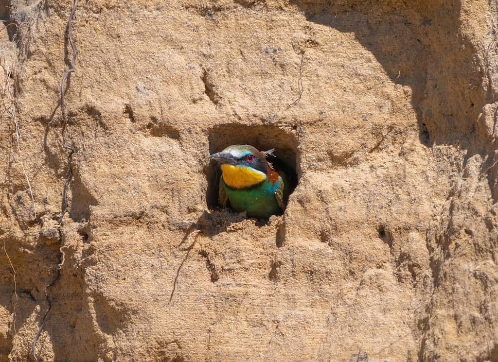 European bee-eater burrow