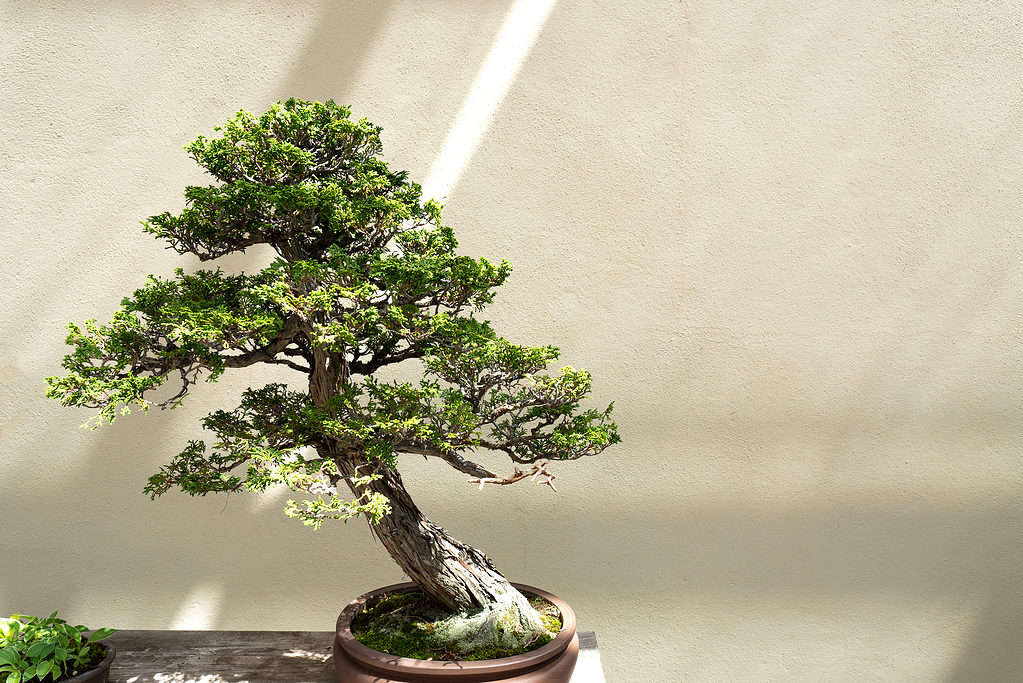 Close-up of a bonsai tree 