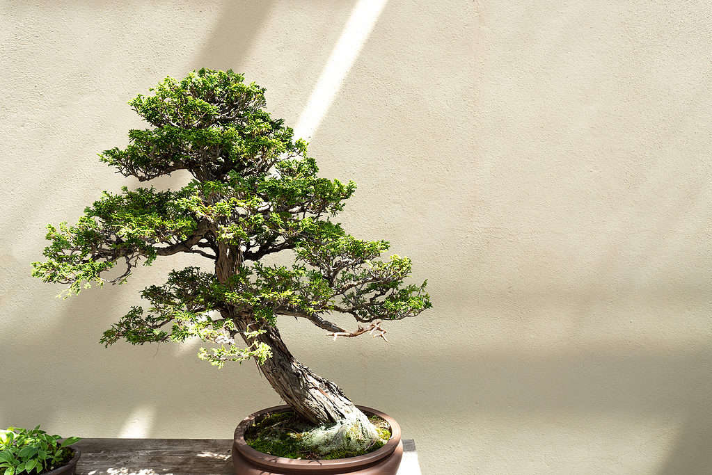 Top fertilizing tips - Bonsai Tree (Pty) Ltd.