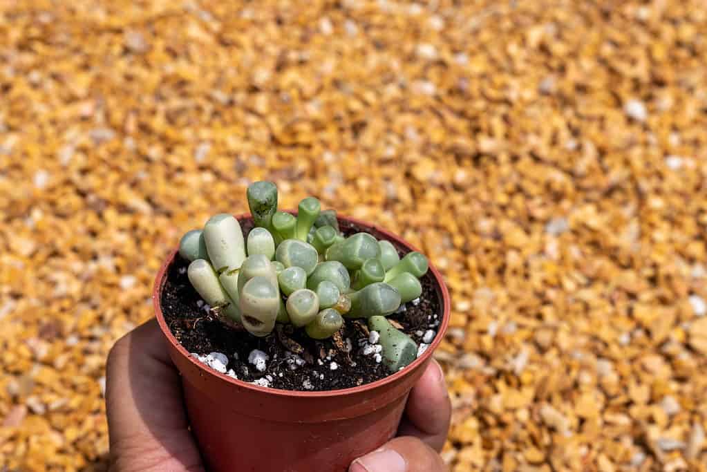 Terracotta pots provide a dry environment for baby toes succulents to thrive.