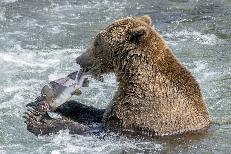 Brown bear eating a pink salmon