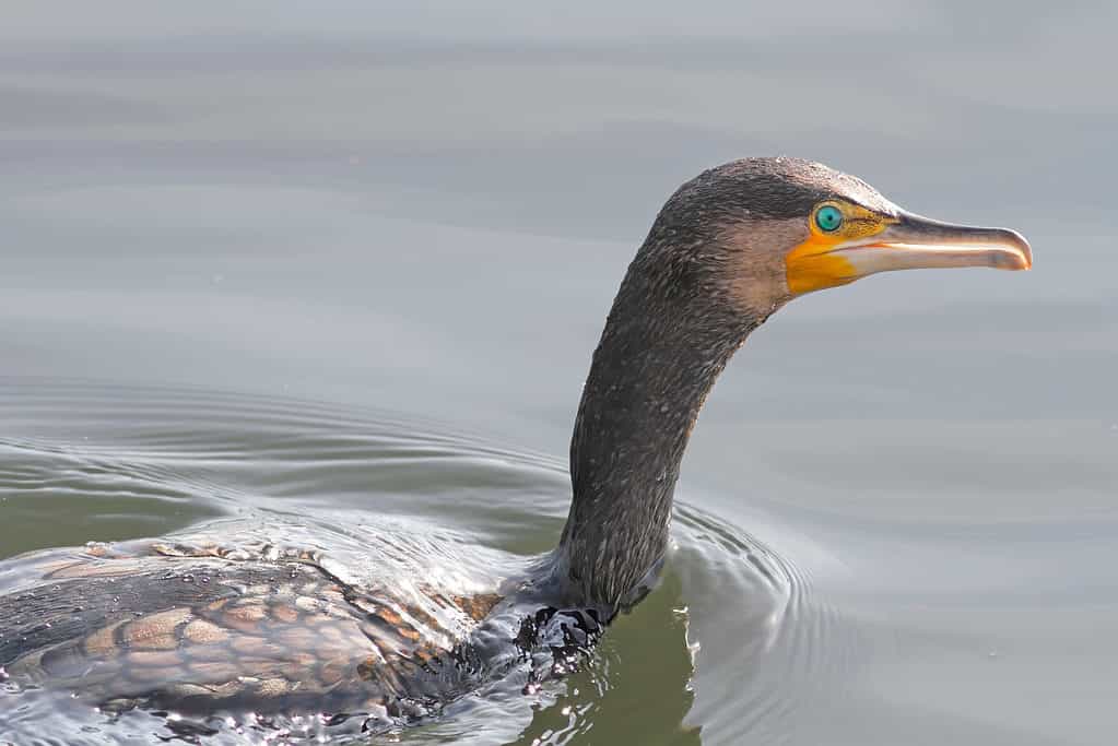 Swimming cormorant