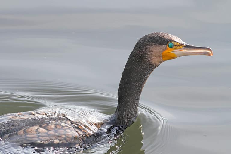 Swimming cormorant